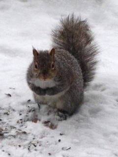 squirrel looking innocent