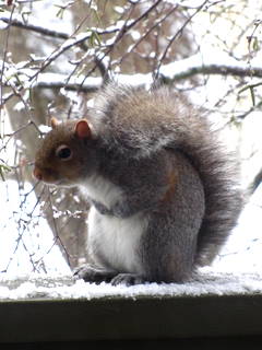 squirrel holding tummy