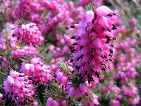 Pink heather blossoms